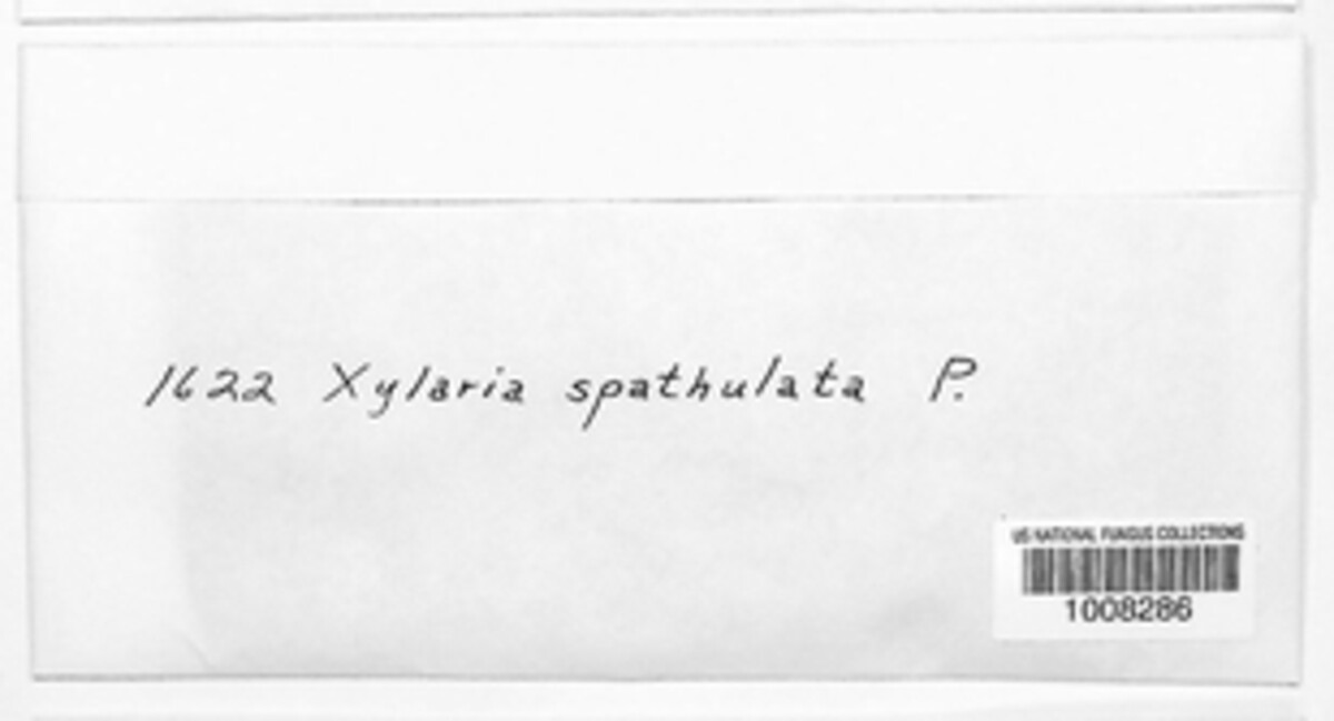 Xylaria spathulata image